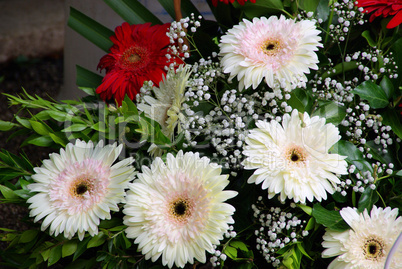 Gerbera 22