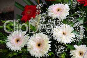 Gerbera 22