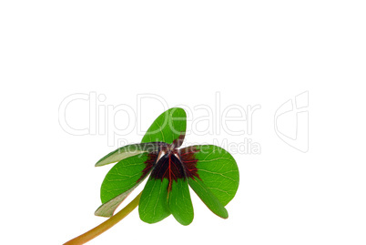 Glücksklee - four leafed clover 24