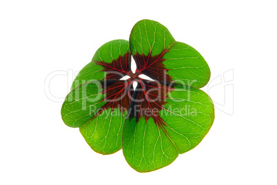 Glücksklee - four leafed clover 29