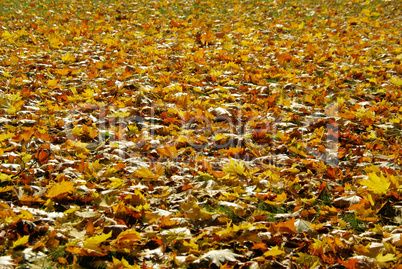 Herbstlaub auf Wiese - fall foliage on meadow 05