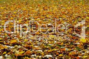 Herbstlaub auf Wiese - fall foliage on meadow 05