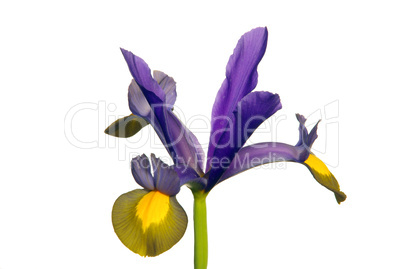 Holländische Iris - Iris hollandica 01