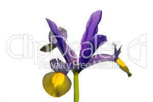 Holländische Iris - Iris hollandica 01