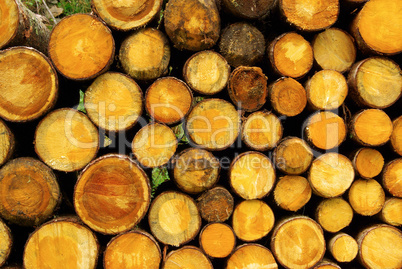 Holzstapel - stack of wood 27