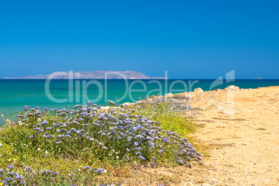 Wildflowers on a background seascape