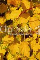 Kletterhortensie im Herbst - Hydrangea petiolaris 01
