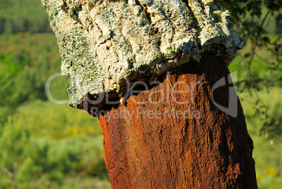 Korkeiche - cork oak 27