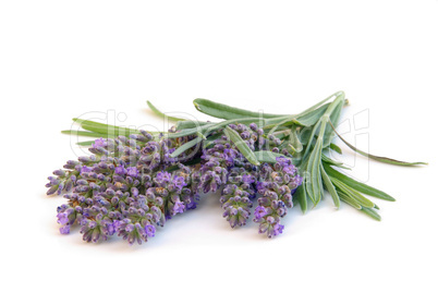 Lavendel freigestellt - lavender isolated 04