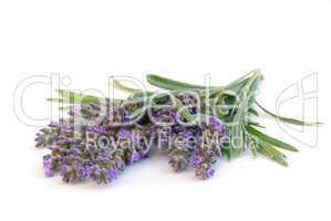 Lavendel freigestellt - lavender isolated 04