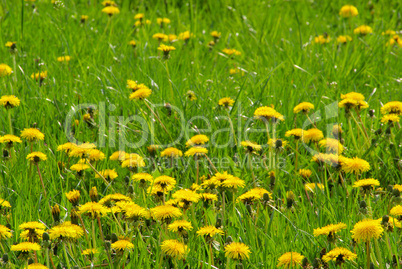 Löwenzahn - dandelion 19