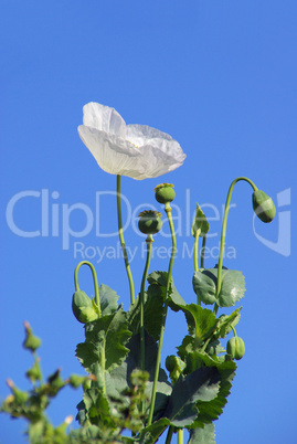 Mohn -  poppy 35