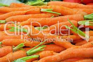 Möhre - carrot 03