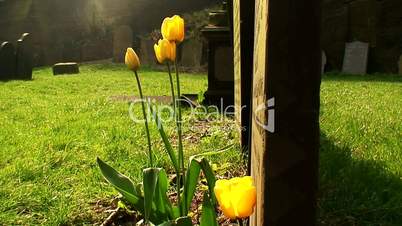Yellow tulips growing alongside a gravestone