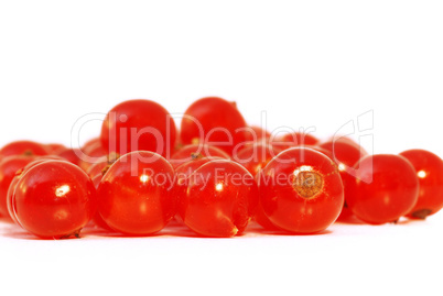 Red currant
