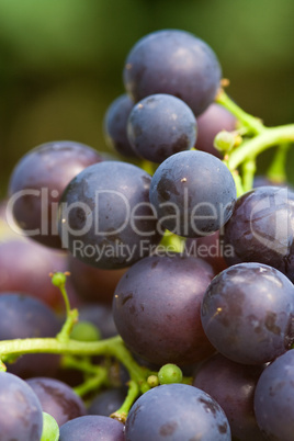 Weintrauben, grapes