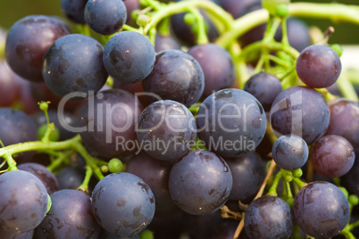 Weintrauben, grapes