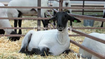 Lamb in stall