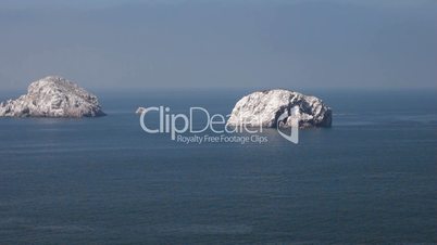 Mazatlan rock / island birds