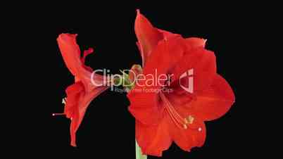 Time-lapse opening "Red Lion" amaryllis Christmas flower alpha matte 2