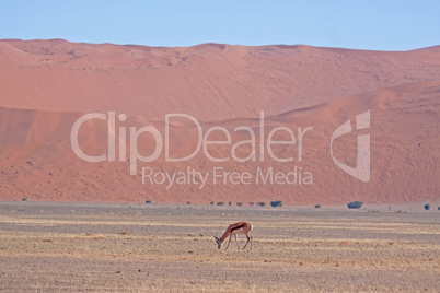 Die roten Dünen des Sossusvlei