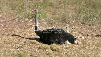 Ostrich laying down