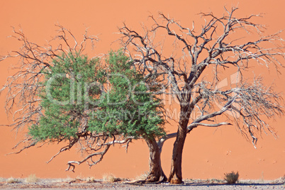 Die roten Dünen des Sossusvlei Die roten Dünen des Sossusvlei