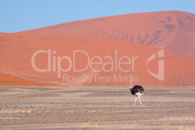Die roten Dünen des Sossusvlei Die roten Dünen des Sossusvlei