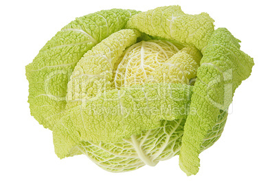 Cabbage