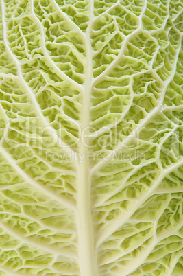 Cabbage as texture of bends