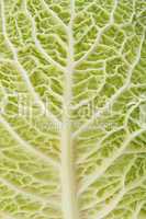 Cabbage as texture of bends