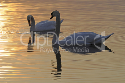 Schwan bei Sonnenuntergang