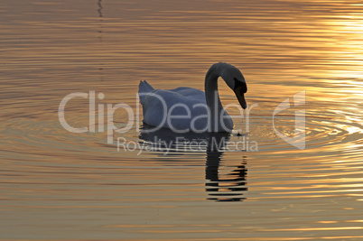 Schwan bei Sonnenuntergang