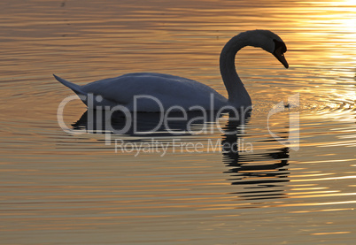 Schwan bei Sonnenuntergang