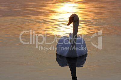 Schwan bei Sonnenuntergang