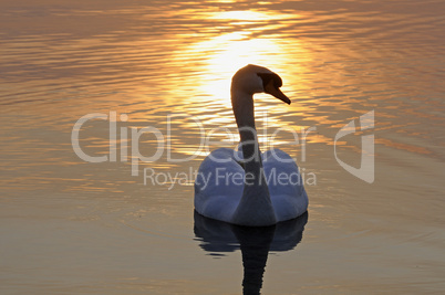 Schwan bei Sonnenuntergang