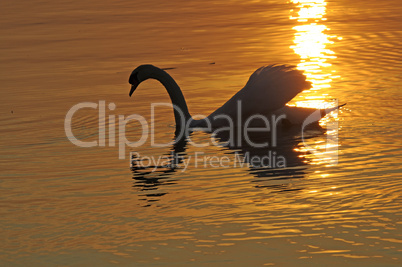 Schwan bei Sonnenuntergang