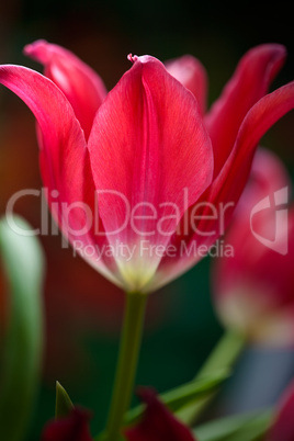 Tulip