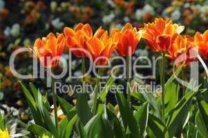 Tulpen