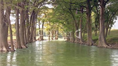 River and Cypress tree