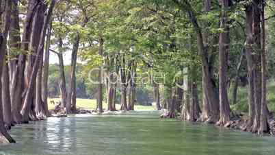 River and Cypress tree