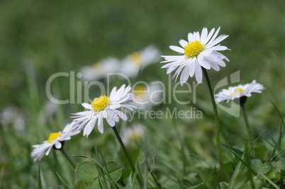 Gänseblümchen