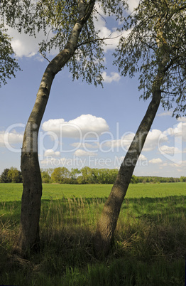 Bäume vor einer Wiese