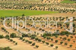 Olivenhain - olive grove 10
