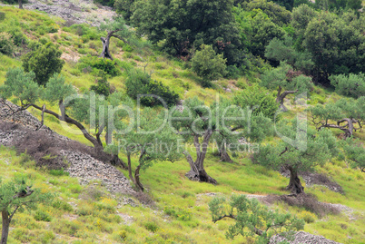 Olivenhain - olive grove 20