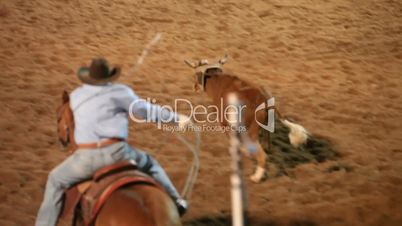 Rodeo team roping steer