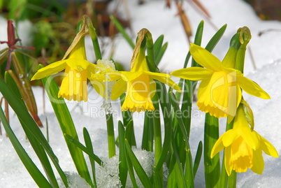 Osterglocke - daffodil 14