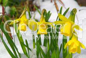 Osterglocke - daffodil 14