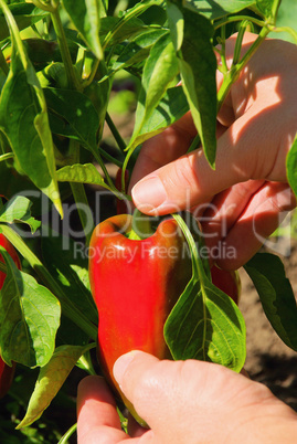 Paprika ernten - paprika harvest 01