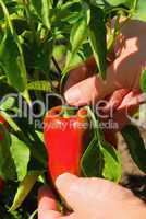 Paprika ernten - paprika harvest 01